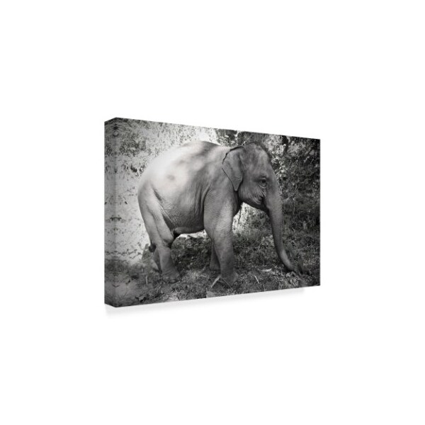 American School 'Thai Baby Elephant Black And White' Canvas Art,22x32